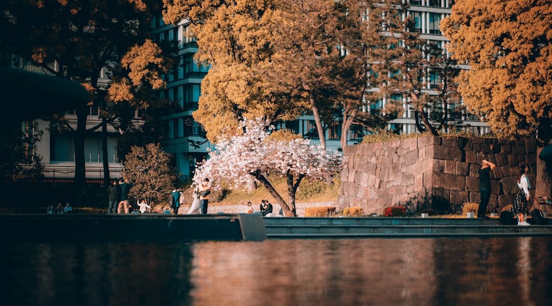 Photo Cherry Blossoms