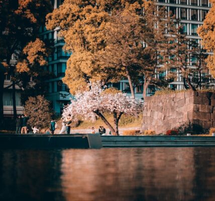 Photo Cherry Blossoms