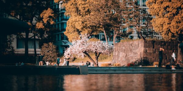 Photo Cherry Blossoms